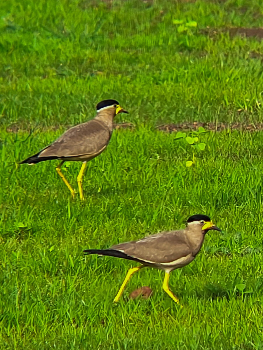 Yellow-wattled Lapwing - ML638183007