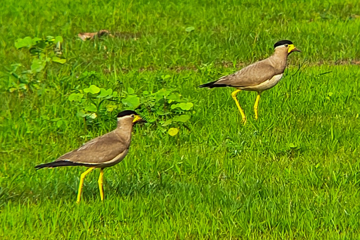Yellow-wattled Lapwing - ML638183009