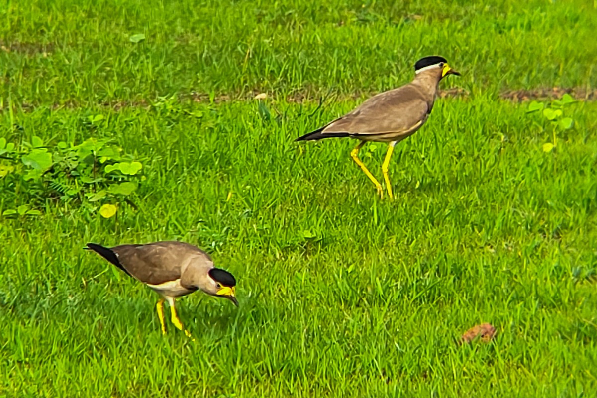 Yellow-wattled Lapwing - ML638183010