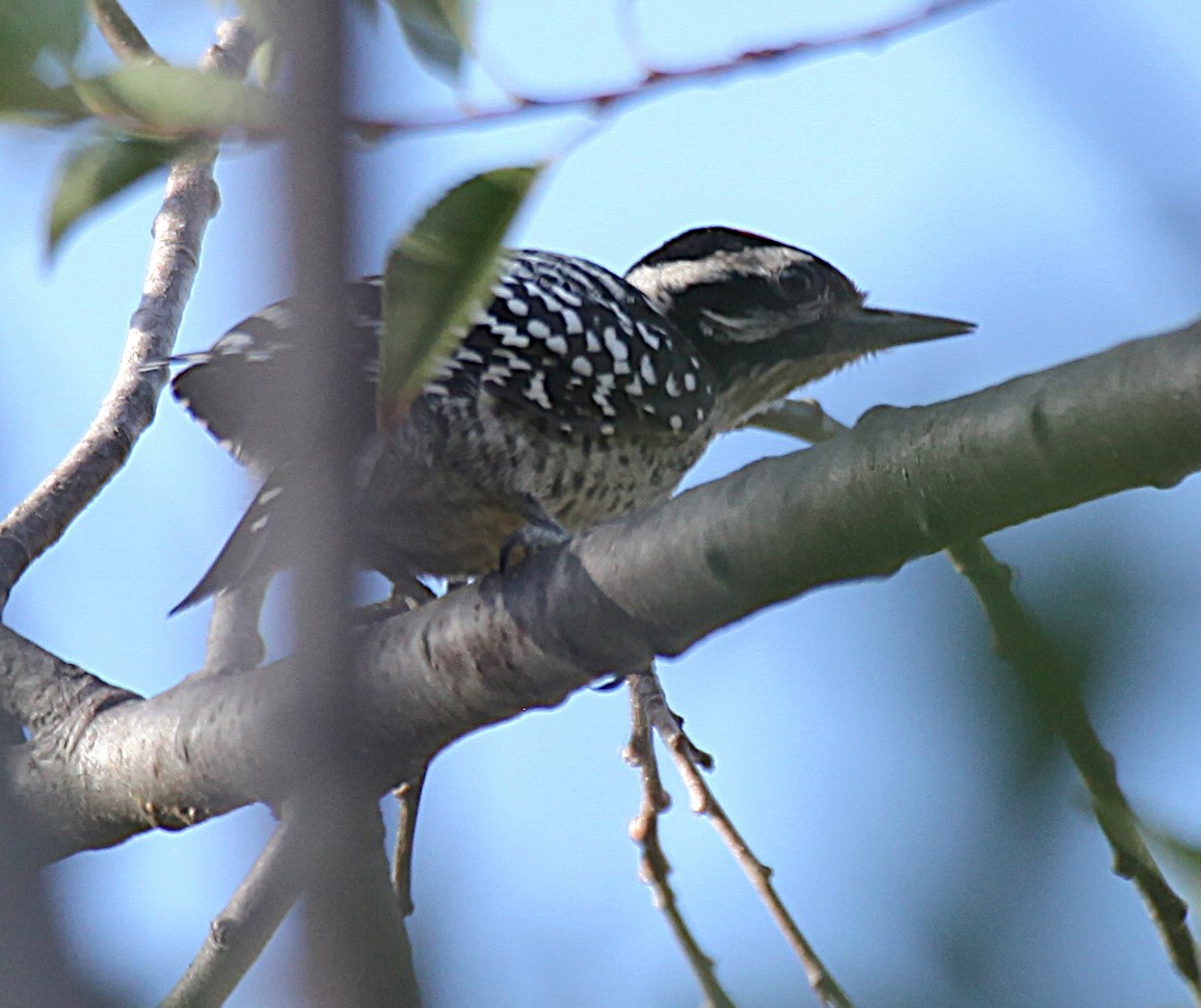 Ladder-backed Woodpecker - ML638183012