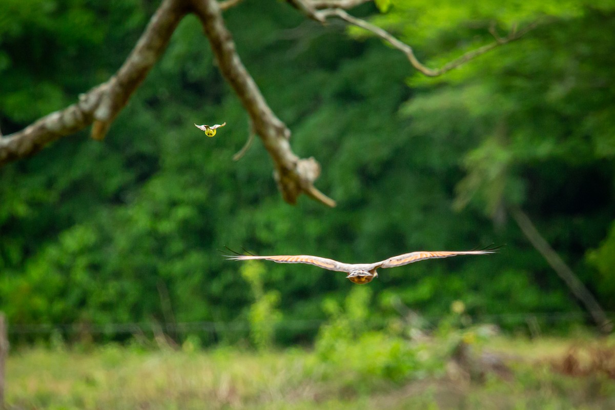 Savanna Hawk - ML638183017