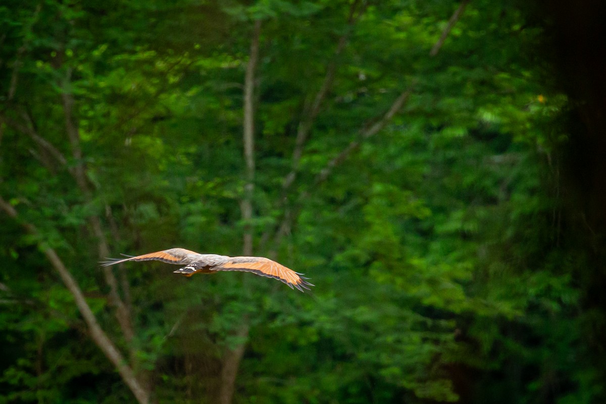 Savanna Hawk - ML638183018