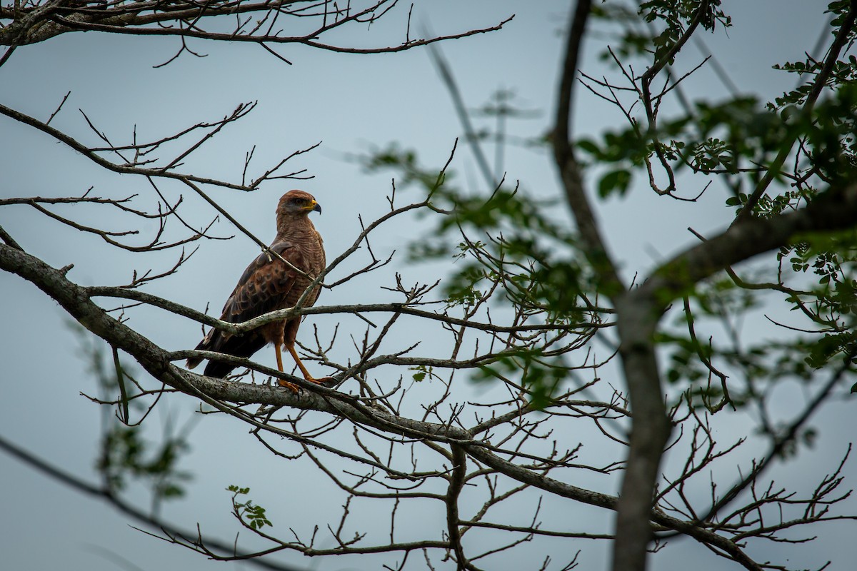 Savanna Hawk - ML638183019