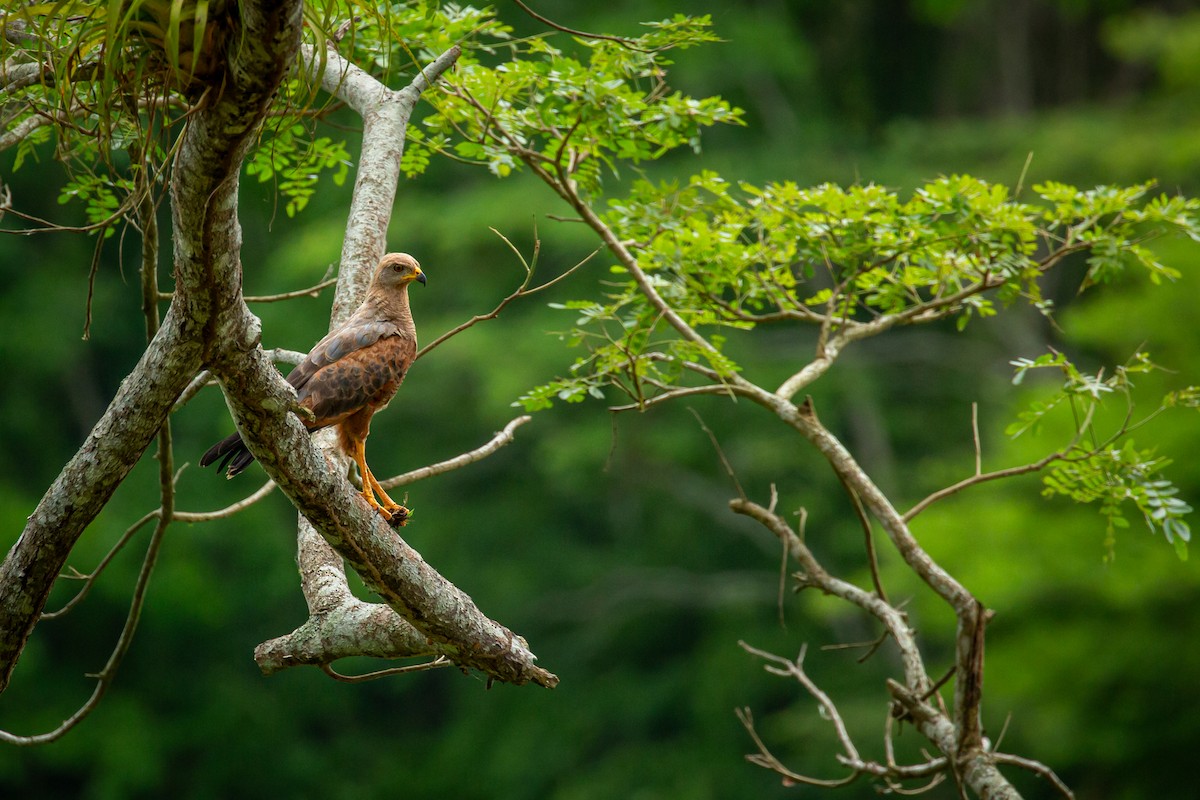 Savanna Hawk - ML638183022