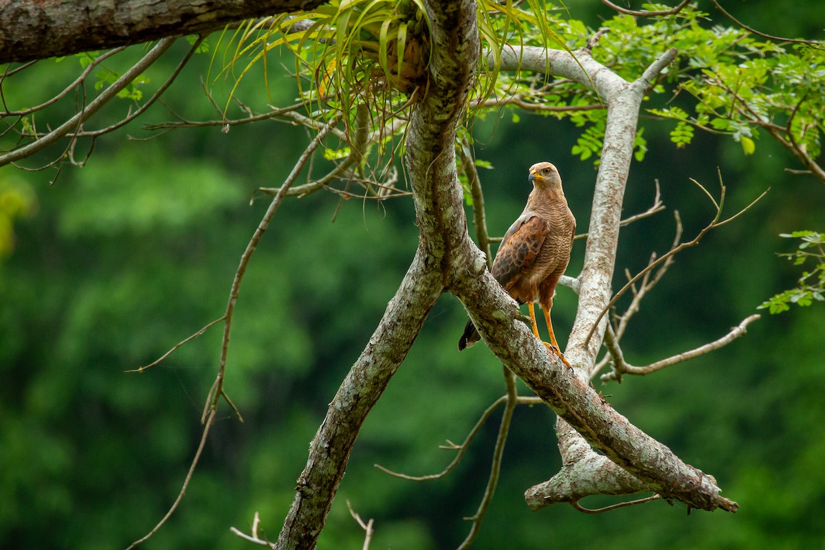 Savanna Hawk - ML638183023