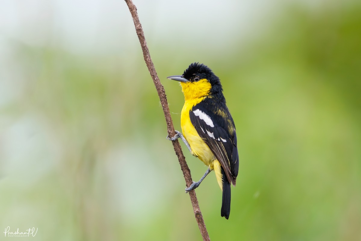 Common Iora - ML638183025