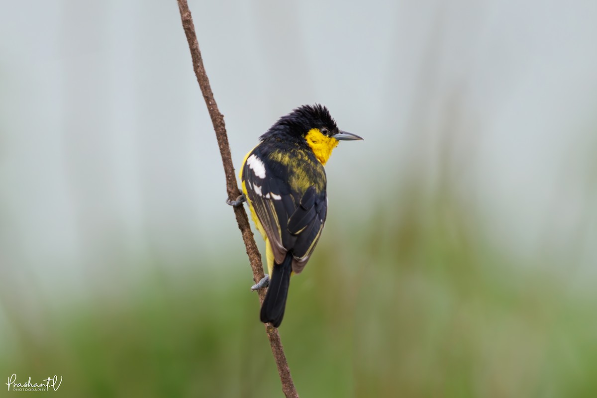 Common Iora - ML638183026