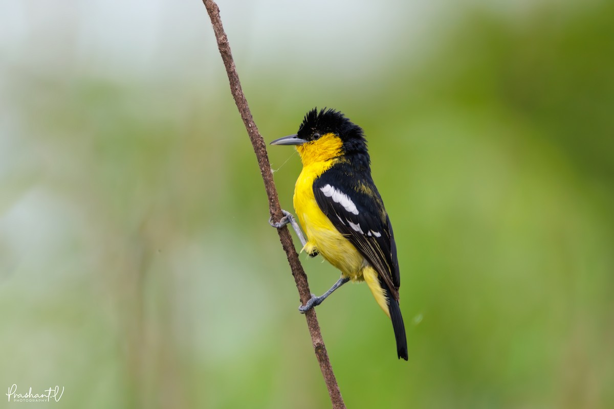 Common Iora - ML638183027
