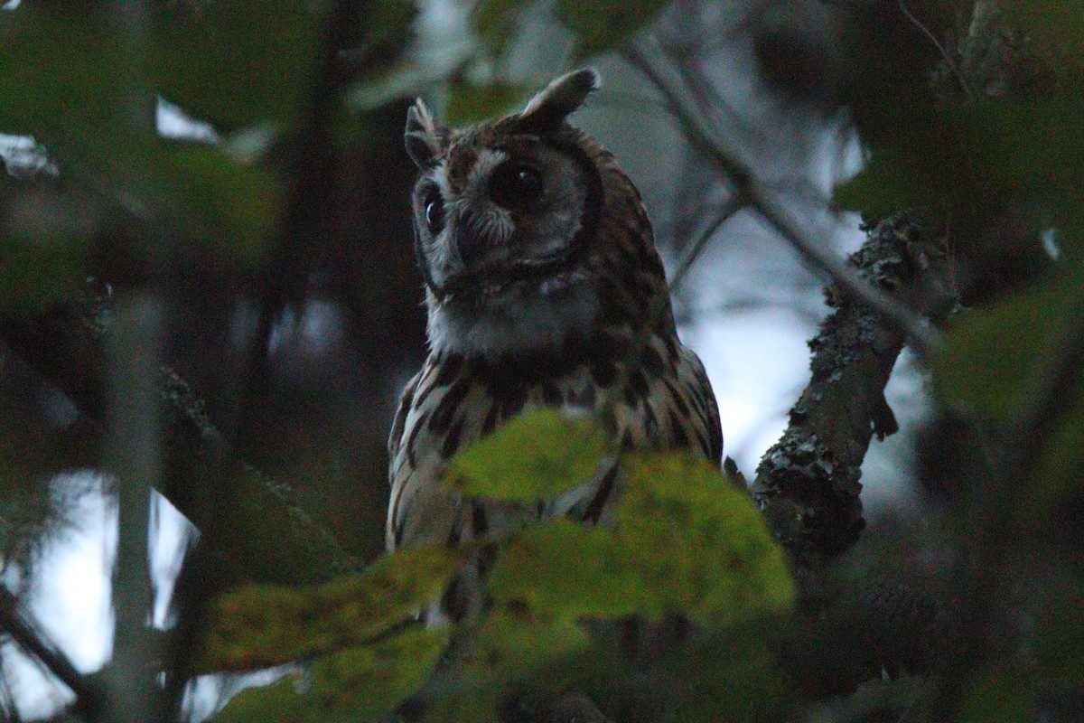 Striped Owl - ML638183028