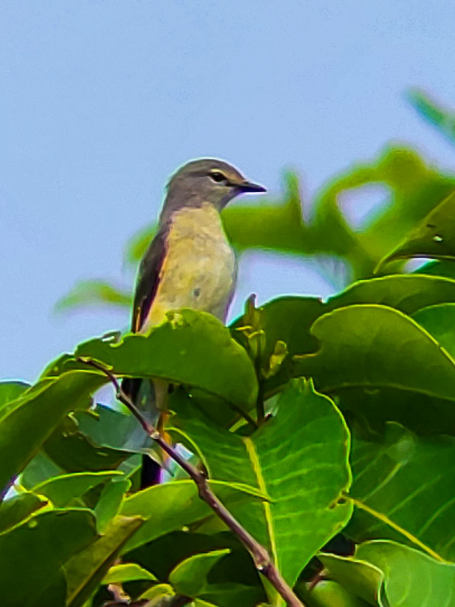 Small Minivet - ML638183045