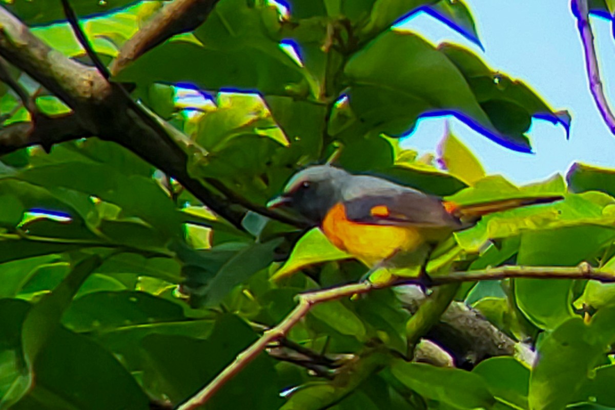 Small Minivet - ML638183046