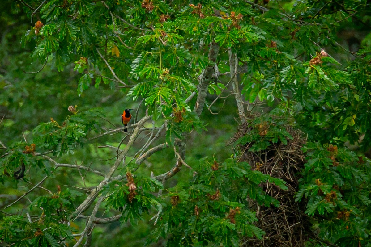 Venezuelan Troupial - ML638183048