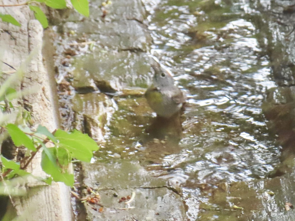 Virginia's Warbler - ML638183053
