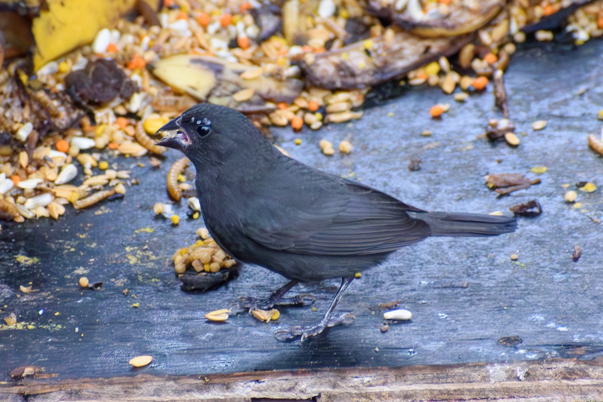Sooty Grassquit - ML638183063