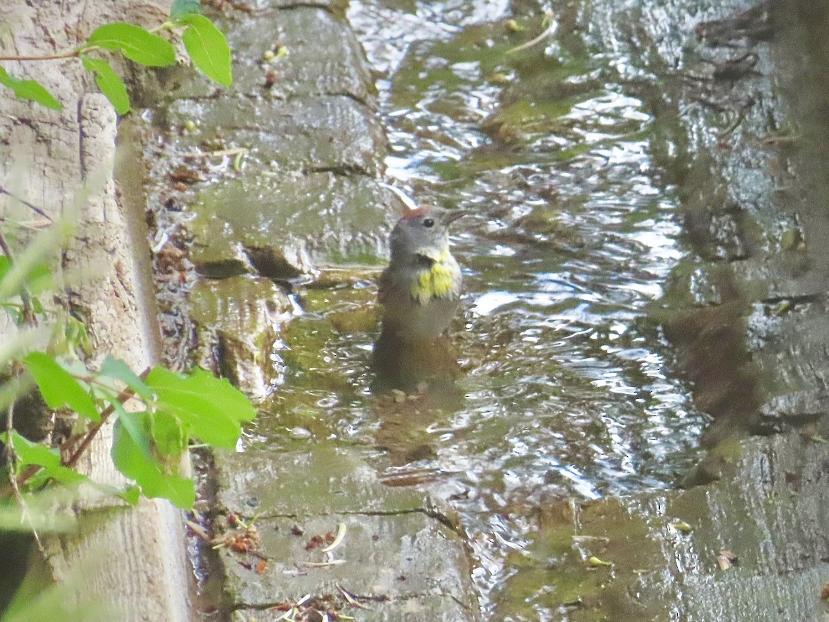 Virginia's Warbler - ML638183064