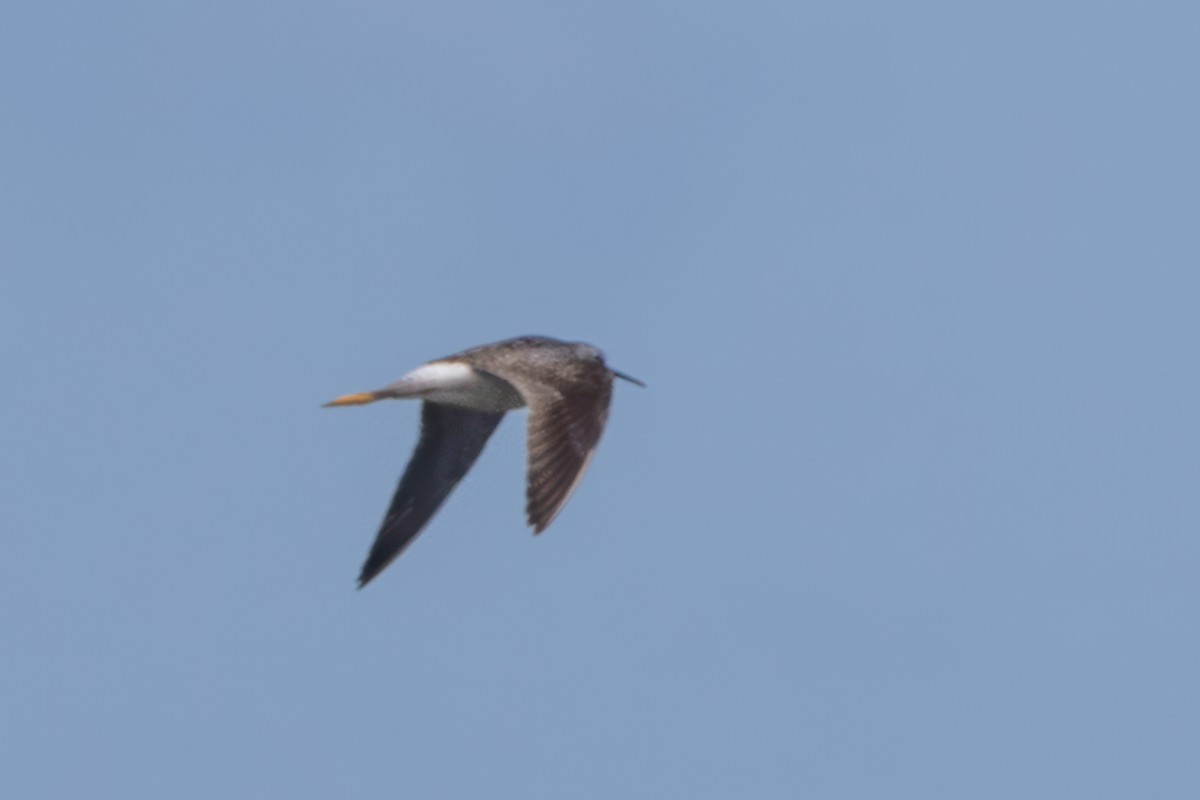 Lesser Yellowlegs - ML638183083