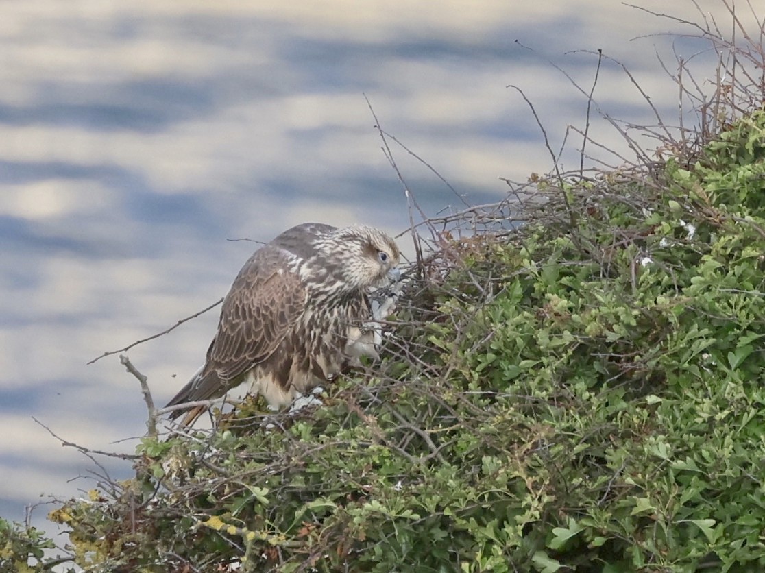 Saker Falcon - ML638183084