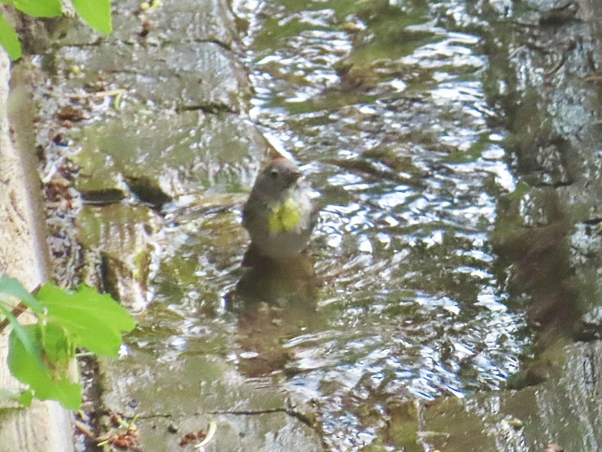 Virginia's Warbler - ML638183100
