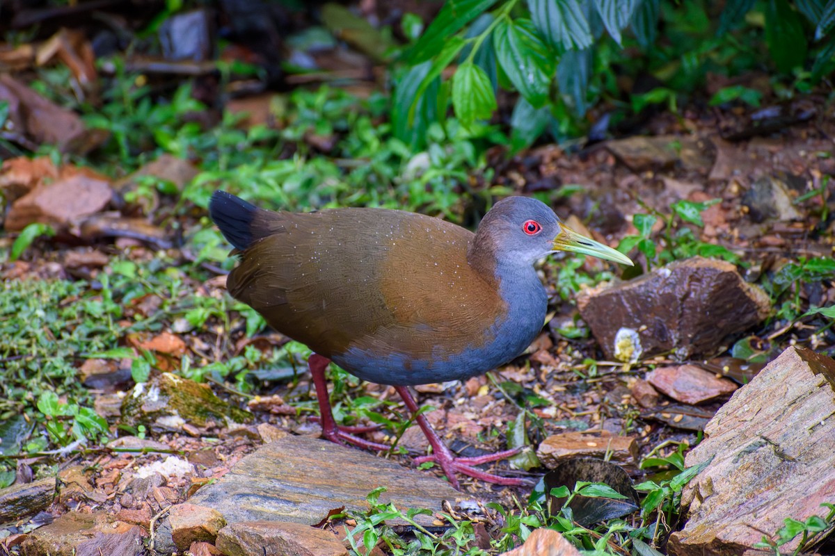 Slaty-breasted Wood-Rail - ML638183115