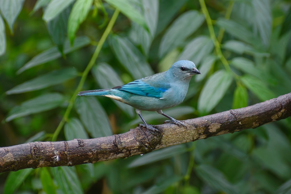 Azure-shouldered Tanager - ML638183125
