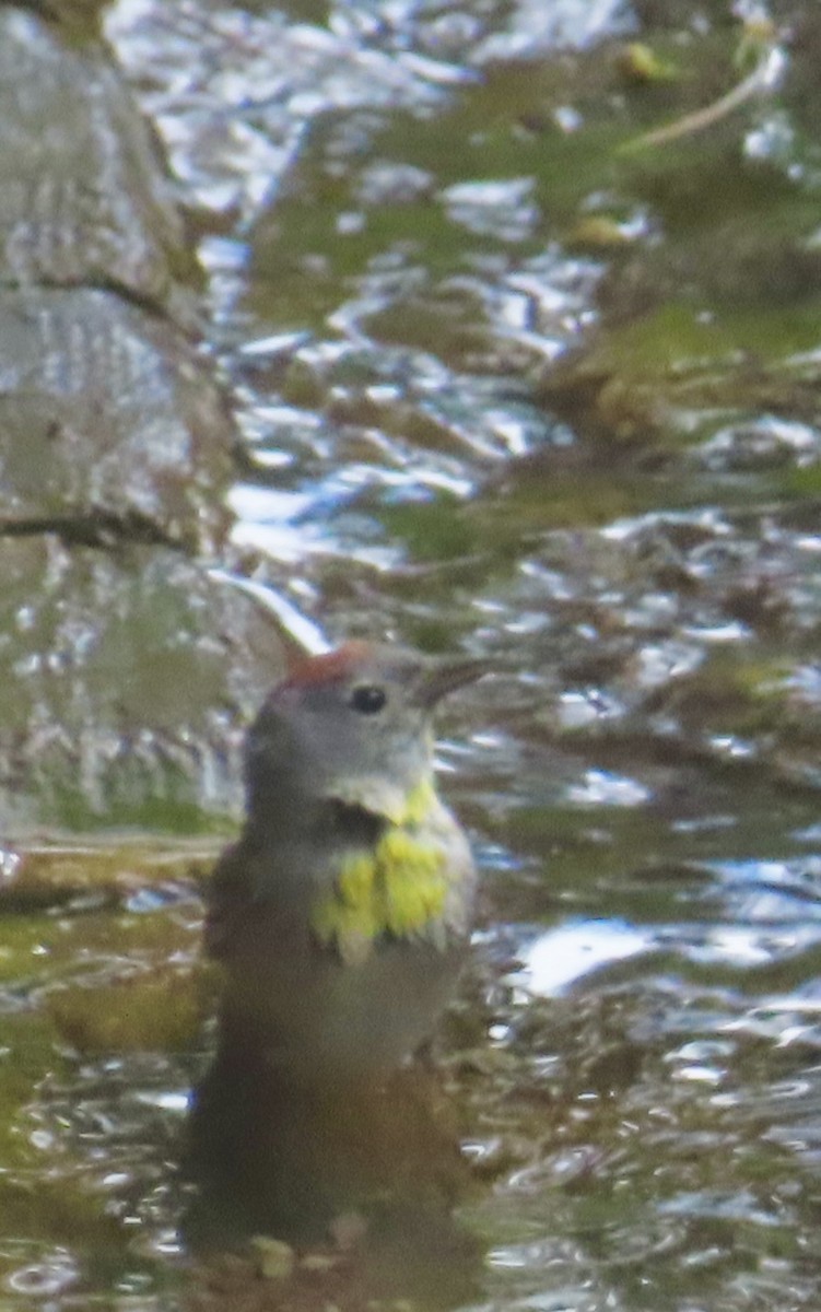 Virginia's Warbler - ML638183128