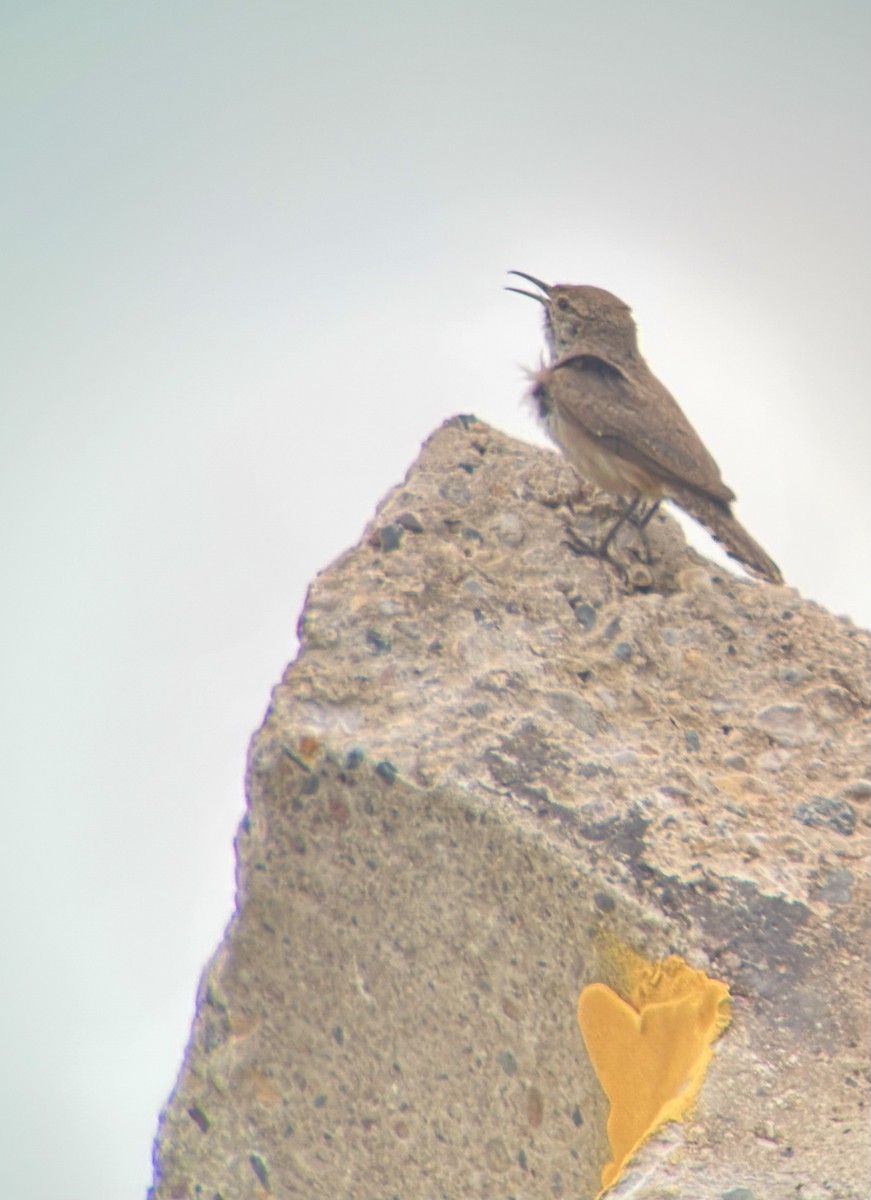 Rock Wren - ML638183138