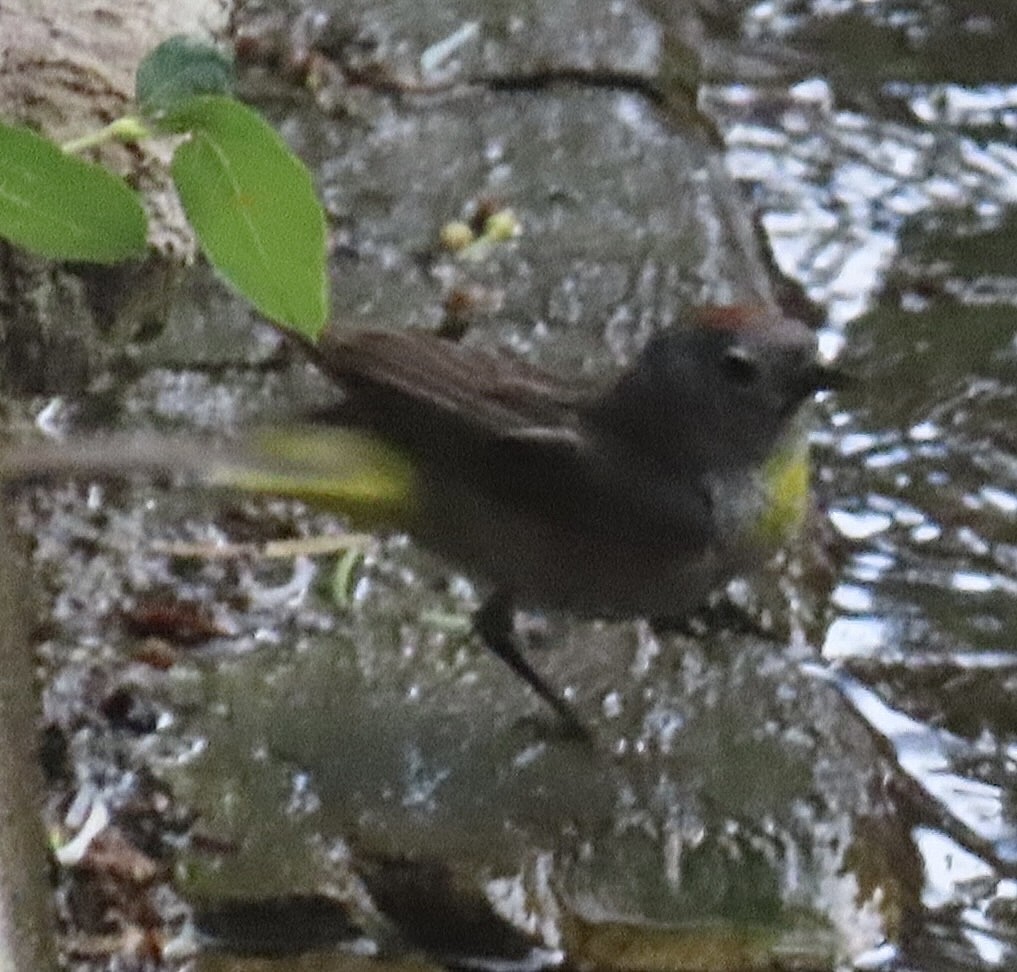 Virginia's Warbler - ML638183141