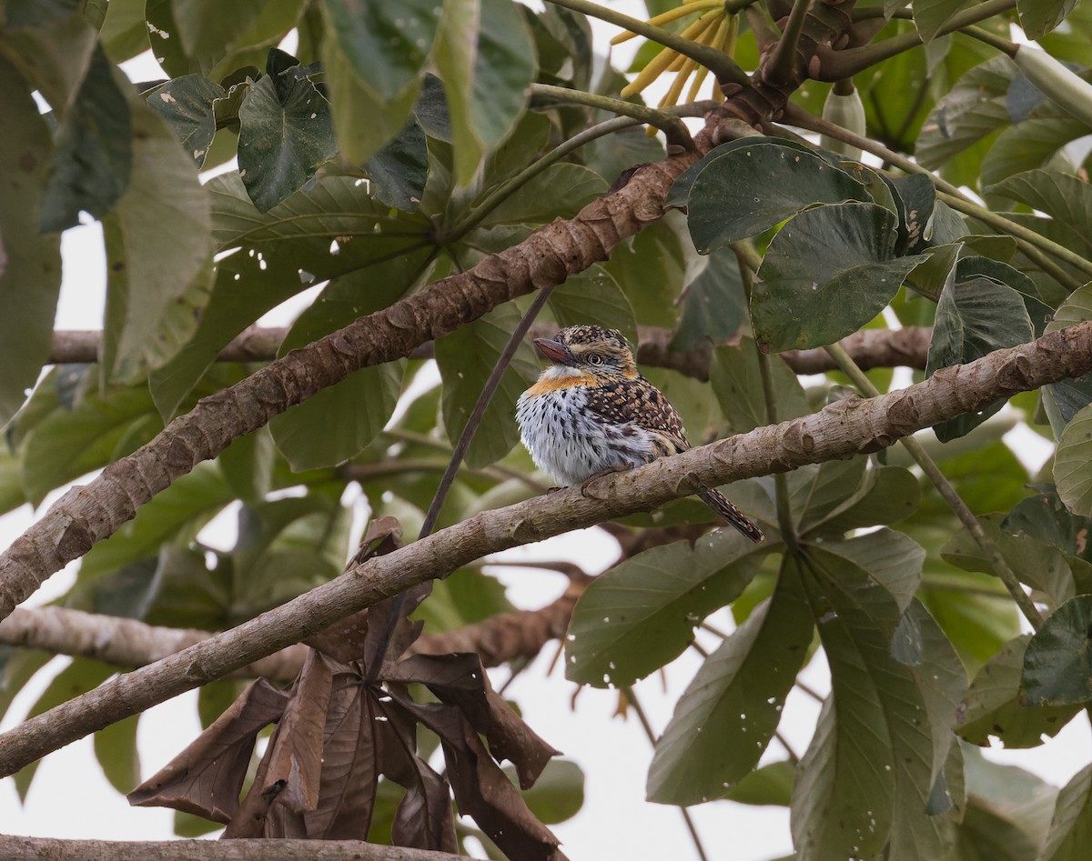 Spot-backed Puffbird (Chaco) - ML638183149