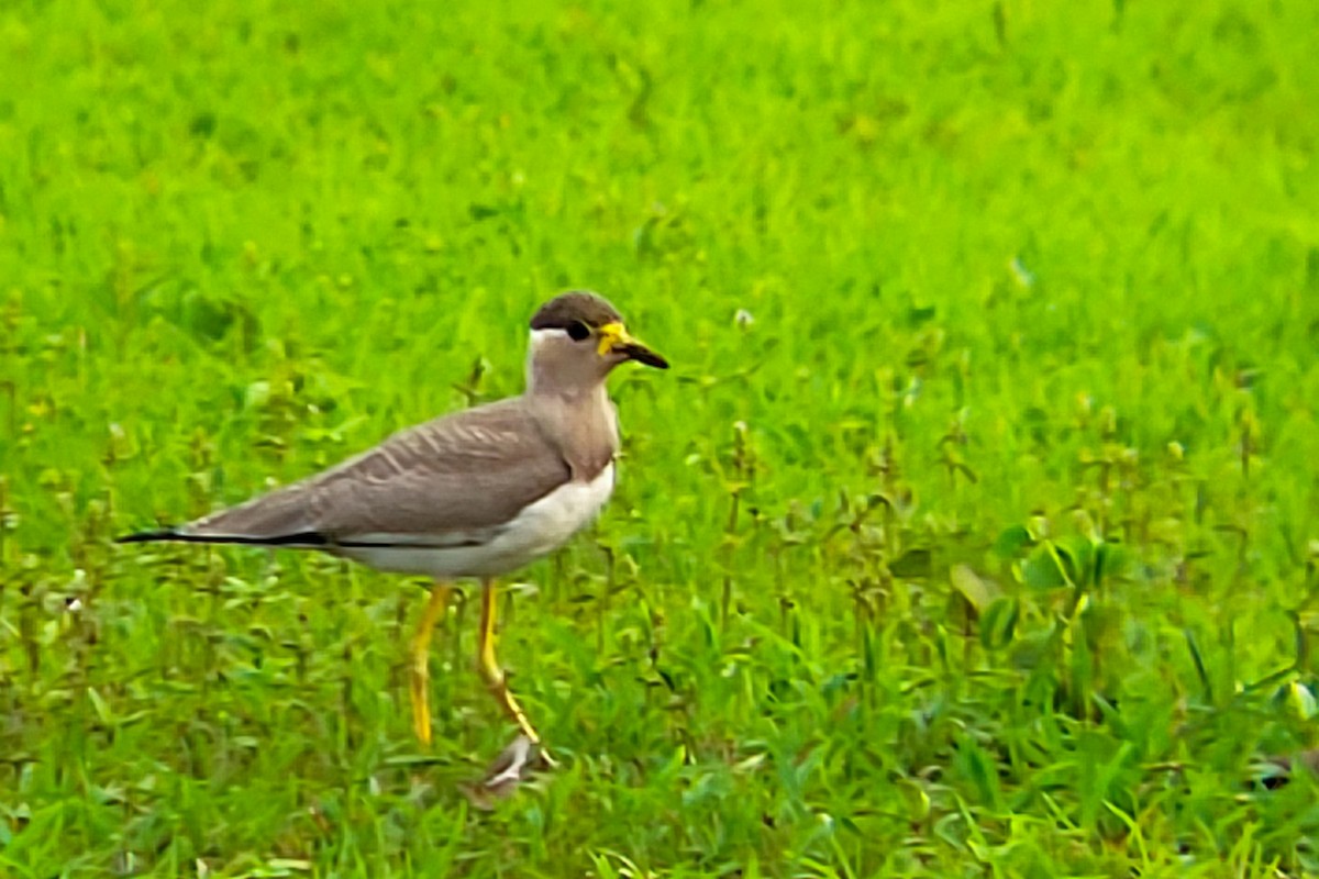 Yellow-wattled Lapwing - ML638183186