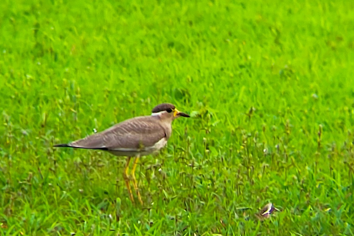 Yellow-wattled Lapwing - ML638183187