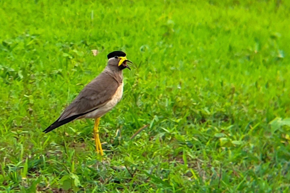 Yellow-wattled Lapwing - ML638183188