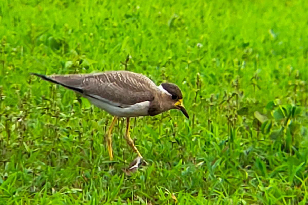 Yellow-wattled Lapwing - ML638183189