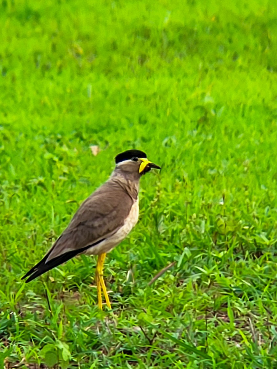 Yellow-wattled Lapwing - ML638183190