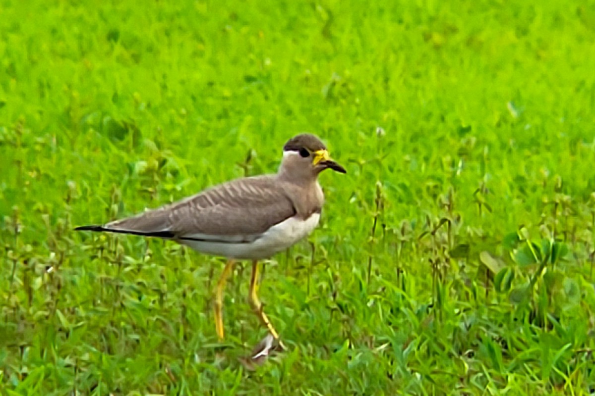 Yellow-wattled Lapwing - ML638183191