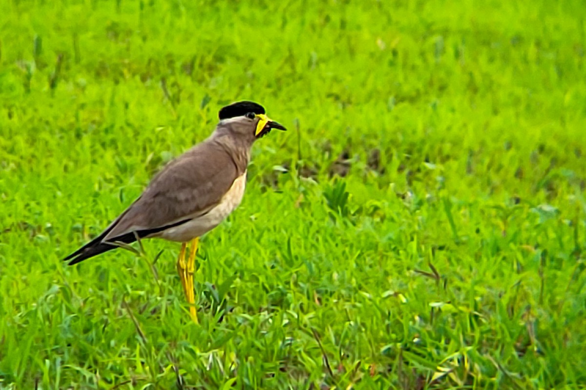 Yellow-wattled Lapwing - ML638183192