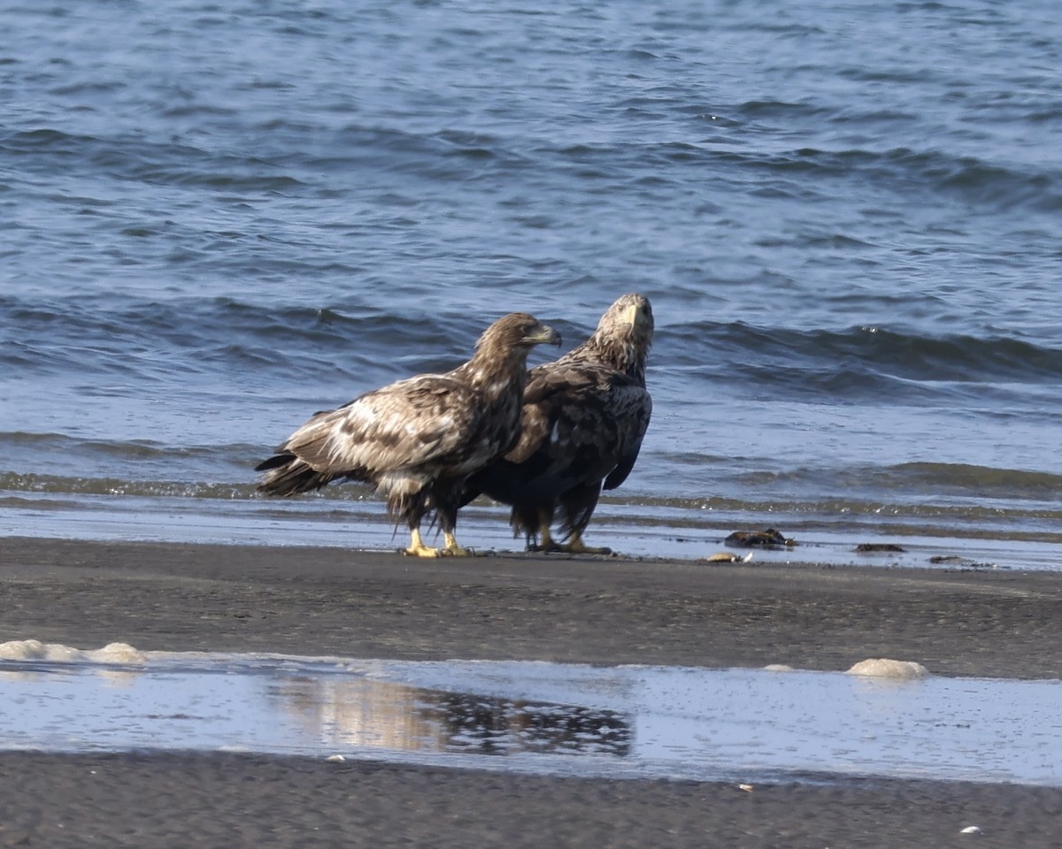 White-tailed Eagle - ML638183256