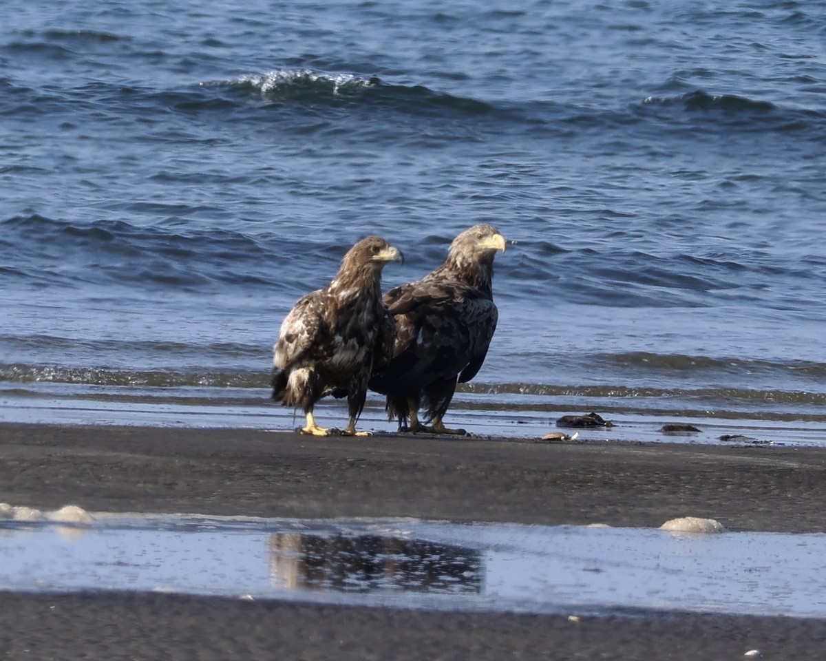 White-tailed Eagle - ML638183257