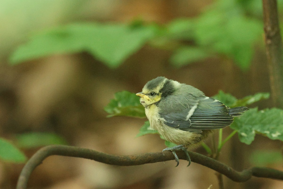 Eurasian Blue Tit - ML638183260