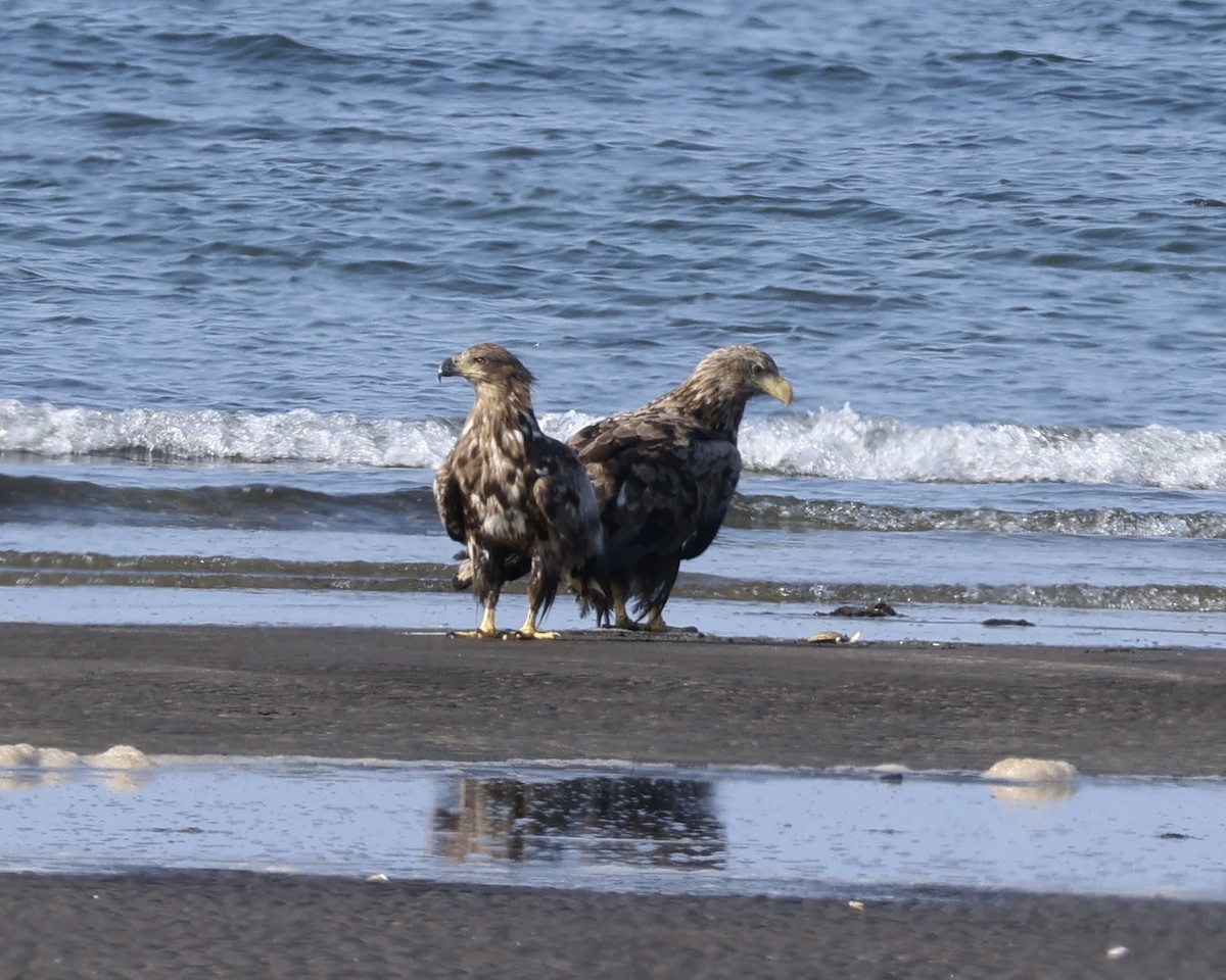 White-tailed Eagle - ML638183362