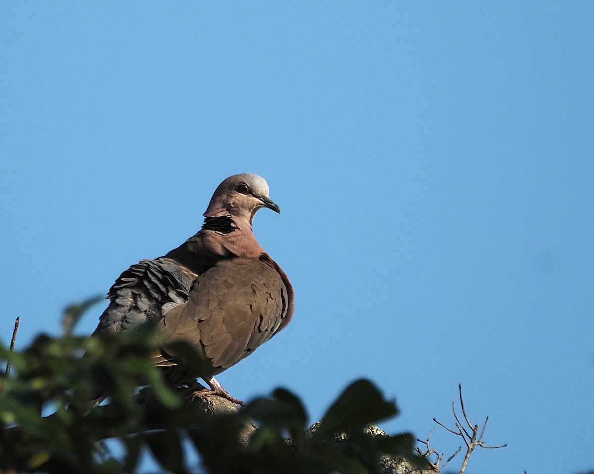 Red-eyed Dove - ML638183412