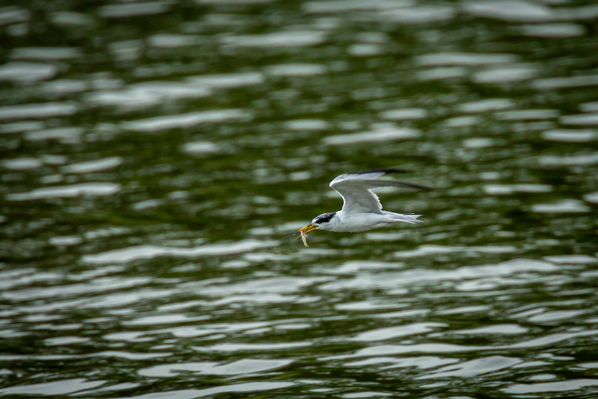 Yellow-billed Tern - ML638183415