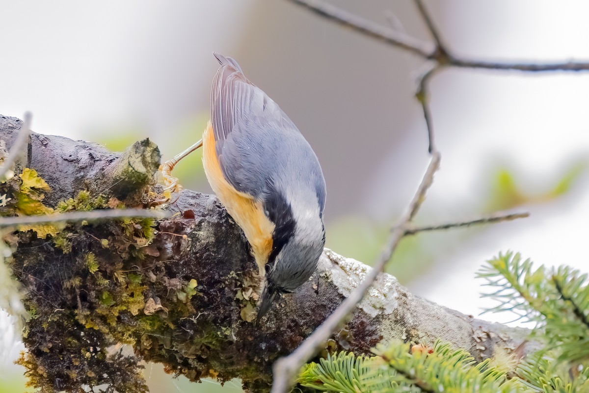 White-tailed Nuthatch - ML638183420