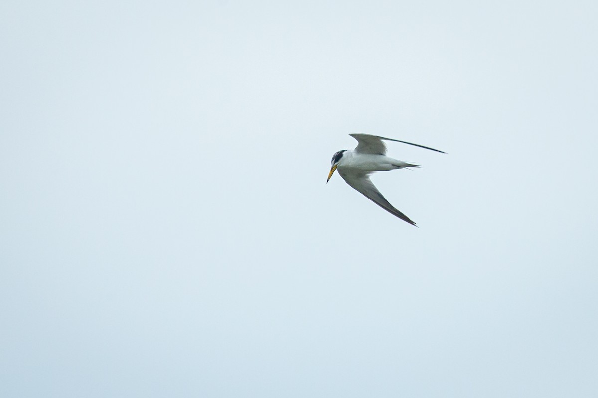 Yellow-billed Tern - ML638183421