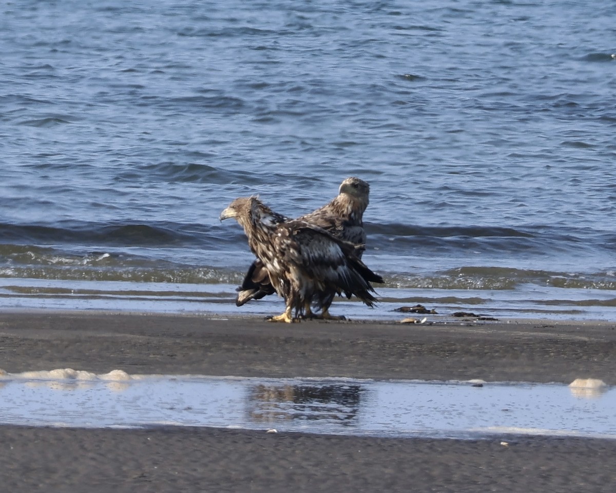 White-tailed Eagle - ML638183423