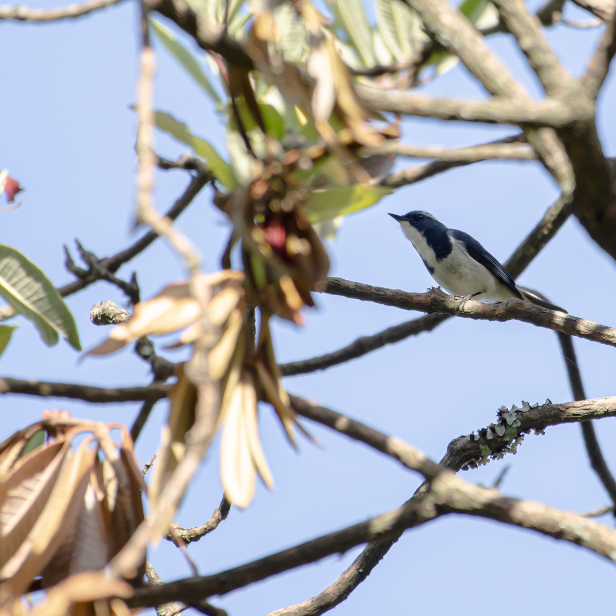 Ultramarine Flycatcher - ML638183447