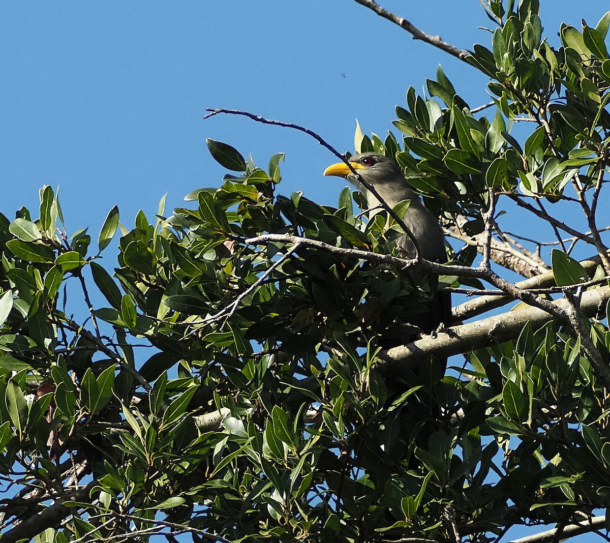 Green Malkoha - ML638183450