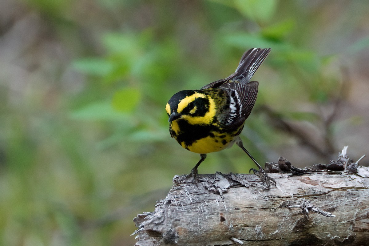 Townsend's Warbler - ML638183457