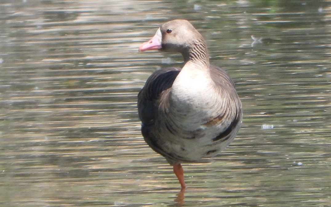 Greater White-fronted Goose - ML638183468