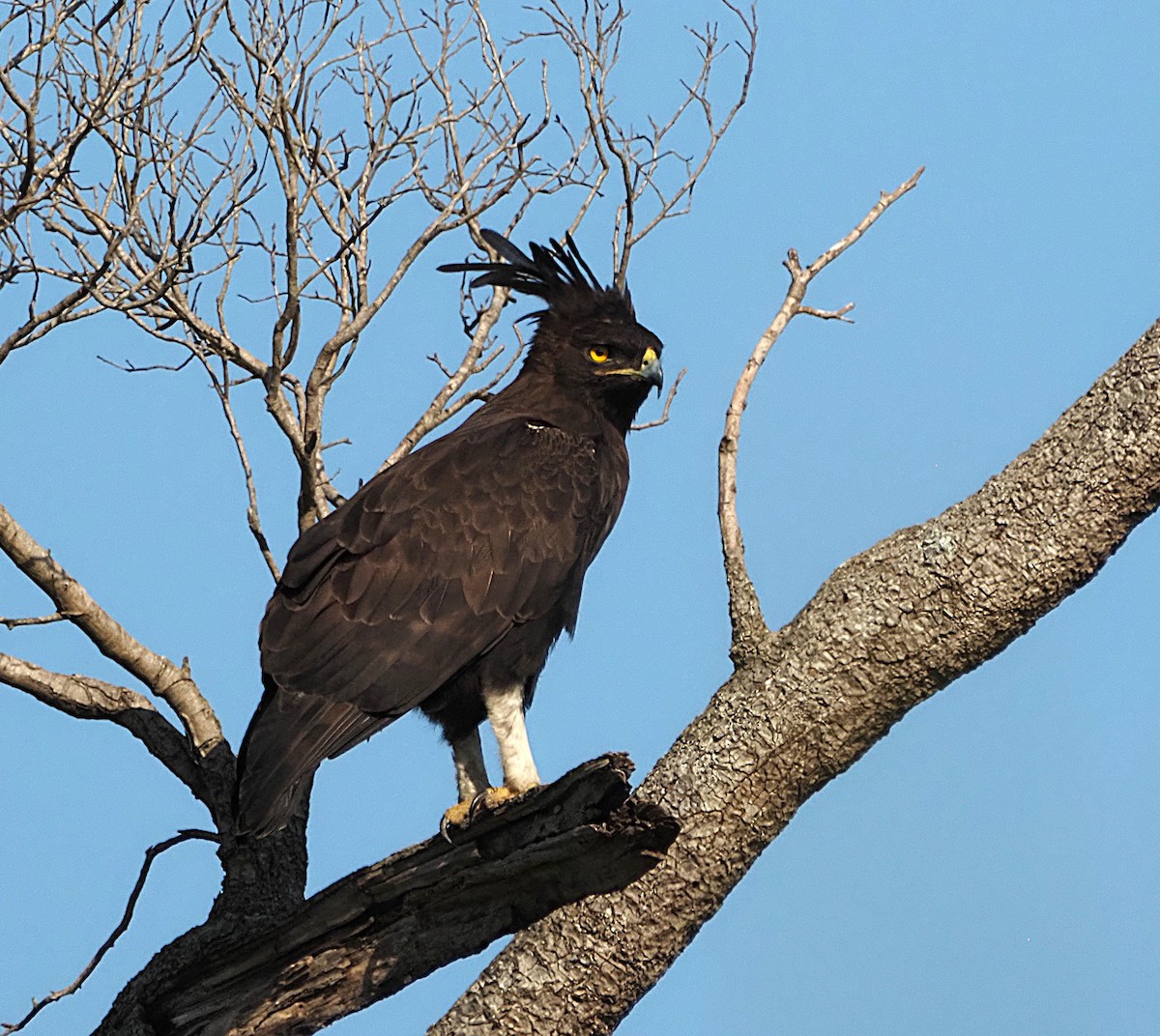 Long-crested Eagle - ML638183487