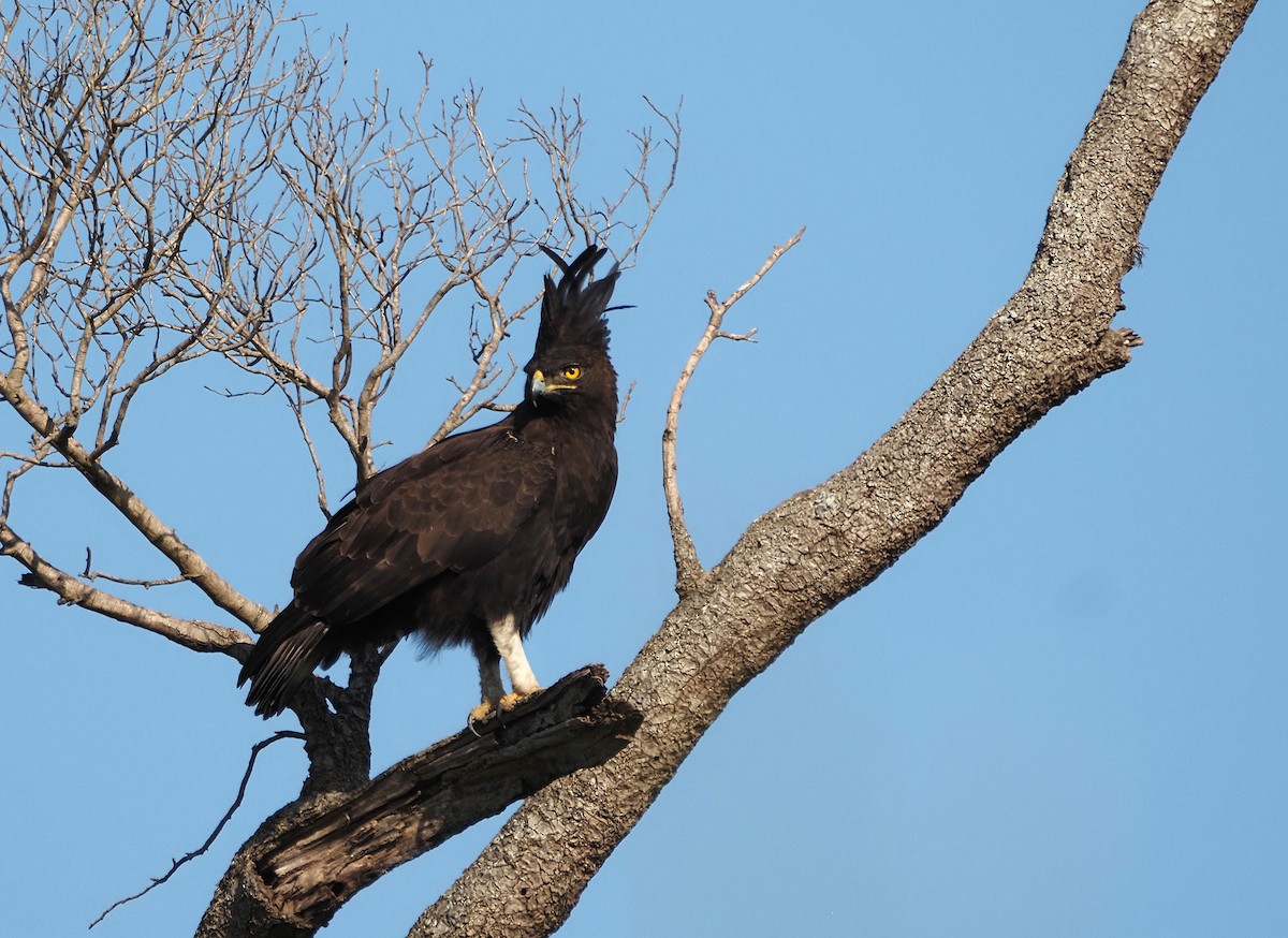 Long-crested Eagle - ML638183491